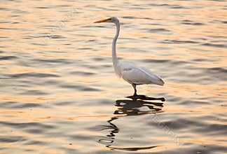 Great white egret in the sea off Tampa in Gulf