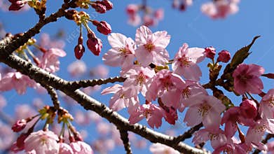 Beautiful pink cherry blossoms blooming against a clear blue sky