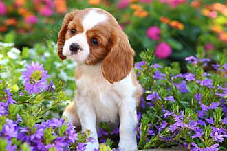 Cute Cavalier King Charles Spaniel Puppy