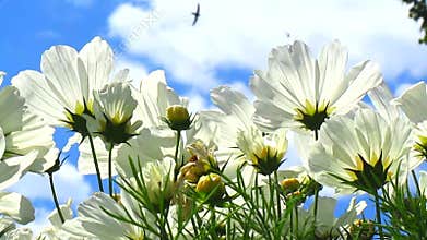 White cosmos flowers