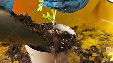 Planting herbs in pots for a vibrant indoor garden experience