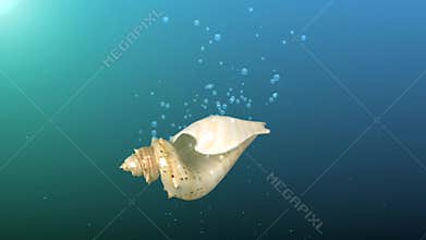 Blue background with falling rotating seashell