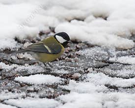 Great Tit Standing on the Snowy Park Pavement