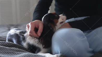 Close-up shot of a woman gently petting a Cavalier King Charles Spaniel indoors. The small dog relaxes on a sofa while