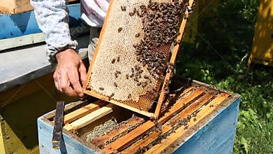 Beekeeper working on beehive