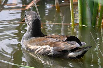Wild moorhen by a pond in a natural environment