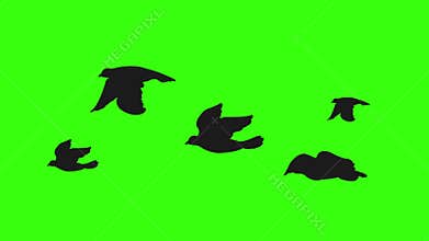 Flock of birds silhouette on green screen