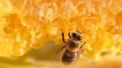 Bee gathering honey and nectar