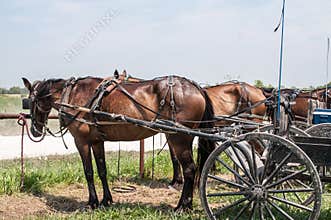 Amish buggies
