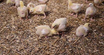 young broiler chickens at a large poultry farm