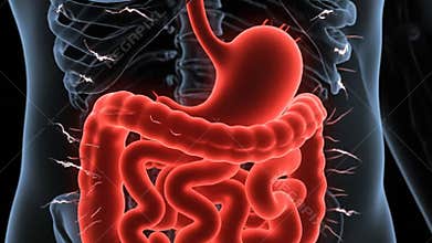 Illustration of Human Digestive System Including Stomach Intestines and Esophagus for Medical Purposes