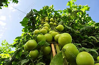 Tomato crop