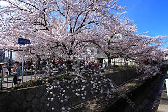 Philosopher's Walk,Kyoto