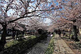 Philosopher's Walk,Kyoto