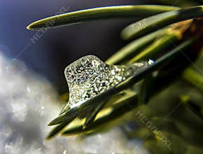 Ice crystal on pine needle with soft bokeh background, winter macro nature detail