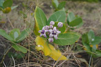 Beautiful purple biduri flowers grow around the coast