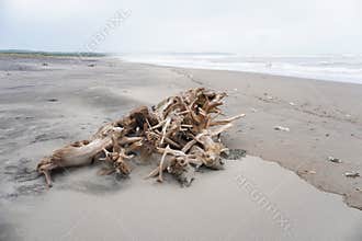 driftwood washed up on the beach