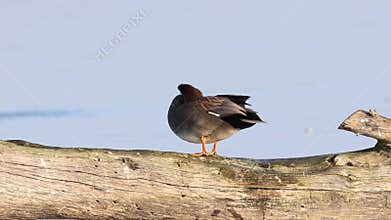 Gadwall drake preening in Glenn County California