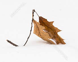 Oak Branch Covered by Snow in Mid-Winter