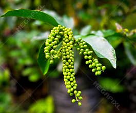 Fresh Green Buni Berries - Exotic Tropical Fruit & x28;Antidesma bunius& x29;