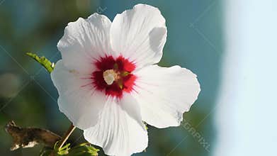 Delicate Hibiscus laevis flower closeup during summer time. Botanical detail of