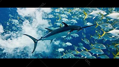 A magnificent sailfish swims through a massive school of small silver and yellow fish in blue ocean waters creating a stunning