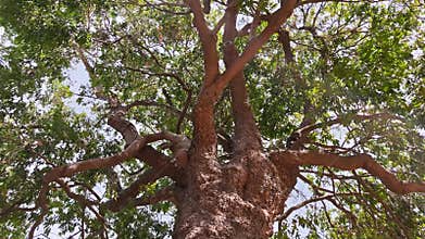 Orbital camera movement of a tall tree in diminishing perspective