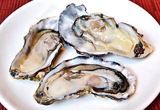 Oysters