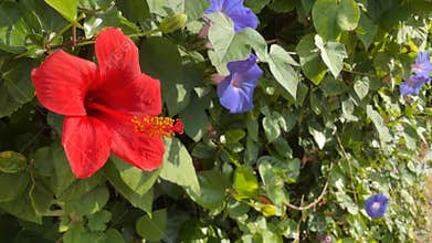 Red hibiscus and purple morning glory flowers against lush green foliage background