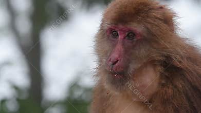 Monkey