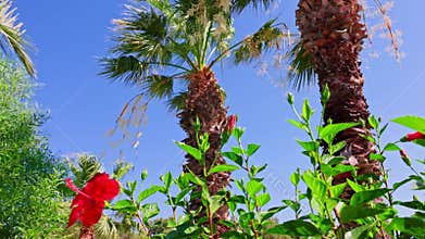 Beautiful view of red hibiscus flowers and green tropical plants growing beneath tall palm trees against deep blue sky.