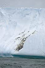 Penguins on Iceberg