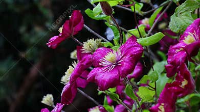 Rain shower on colorful flowers. HD. sound of rain