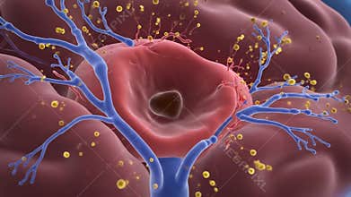 Brain Aneurysm Medical Animation Showing Rupture and Damage with Blue Veins Educational Illustration for Scientific