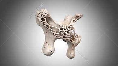 Bone Specimen Scan On Grey Background Educational Anatomy Model 3d Render Study Resource Science Exploration Medical