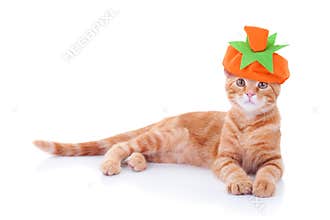 Thanksgiving Halloween Pumpkin Cat