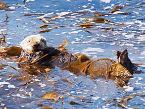 Sea Otter on Monterey Bay