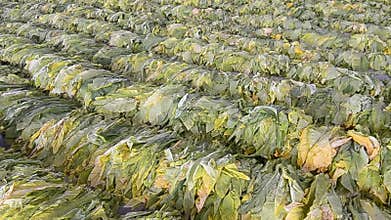 Raw Tobacco Leaf From Farm In Factory