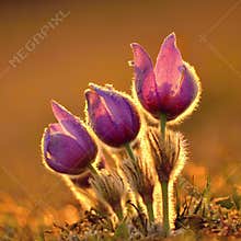 Pasque Flower blooming on spring meadow at the sunset - Pulsatilla grandis. Fine blurred natural background color.