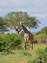 Giraffe