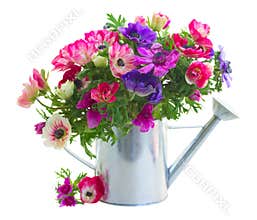 Bunch of anemone flowers