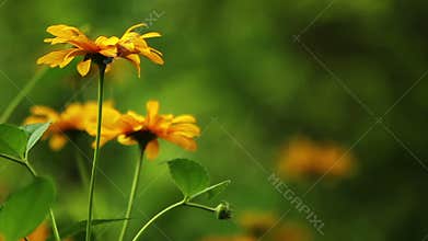 Summer flowers blooming HD