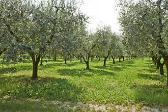 Olive plants