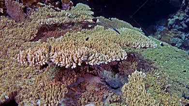 Acropora lamarcki