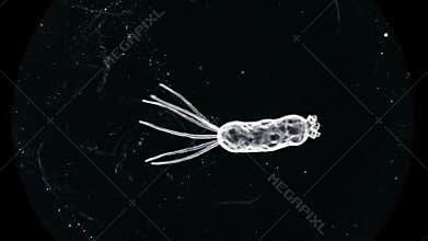 Microscopic hydra organism
