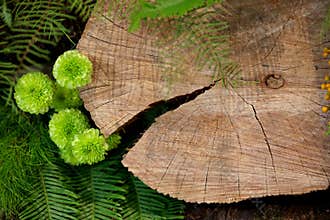 Log and green foliage