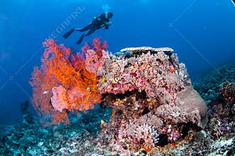 Diver swimming, Sea Fan Anella Mollis in Gili, Lombok, Nusa Tenggara Barat, Indonesia underwater photo