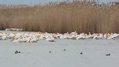 White Pelicans