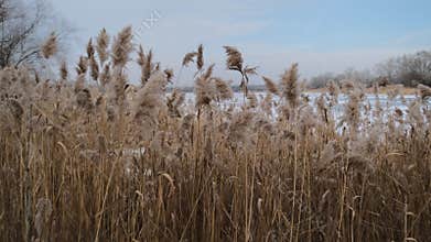 Serene winter scene of a frozen lake with thin ice layers, bubbles beneath, dry reeds emerging, snow patches on edges