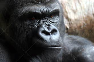 Angry Male Gorilla
